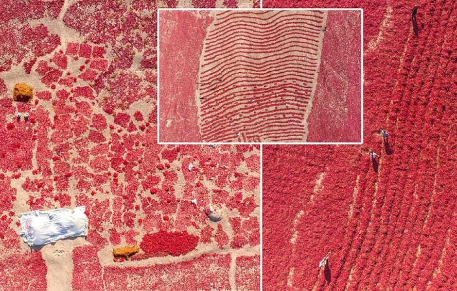 Впечатляющие кадры: поля перца чили в Китае (8 фото)
