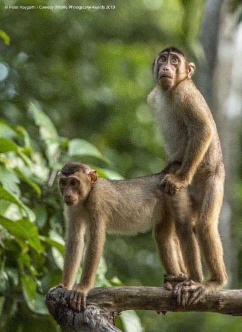 Финалисты конкурса Comedy Wildlife Photography Awards: самые забавные фотки из мира дикой природы за 2019 год Фотография, Дикая природа, Животные, Птицы, Длиннопост