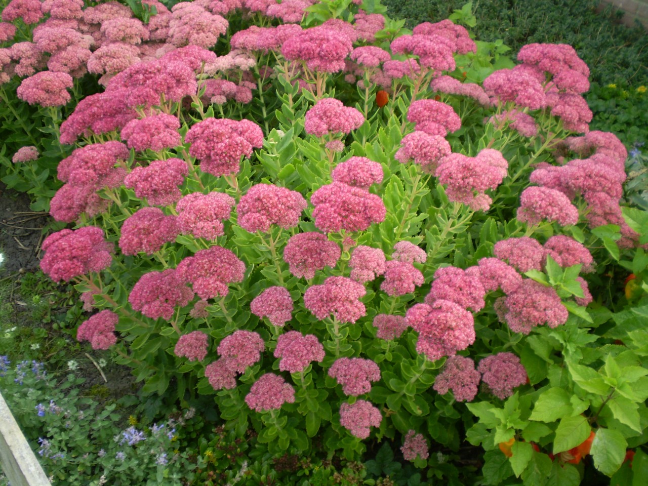 Очиток Видный (Sedum spectabile)