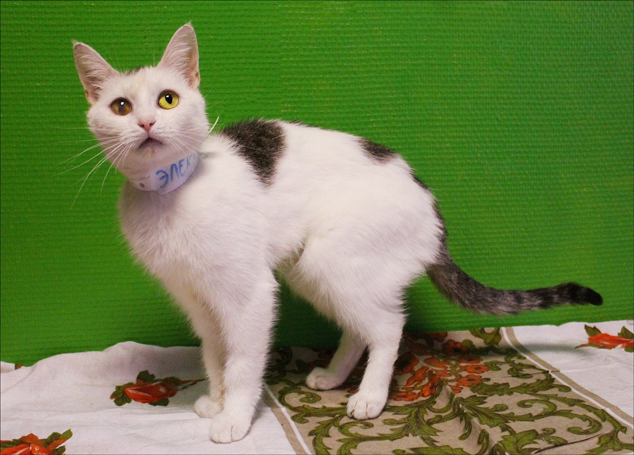 Котейка, в которой идеально всё. Котейка, в которой идеально всё.