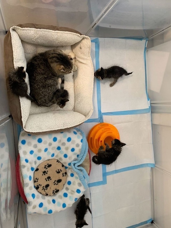 Котята играют Комната для котов