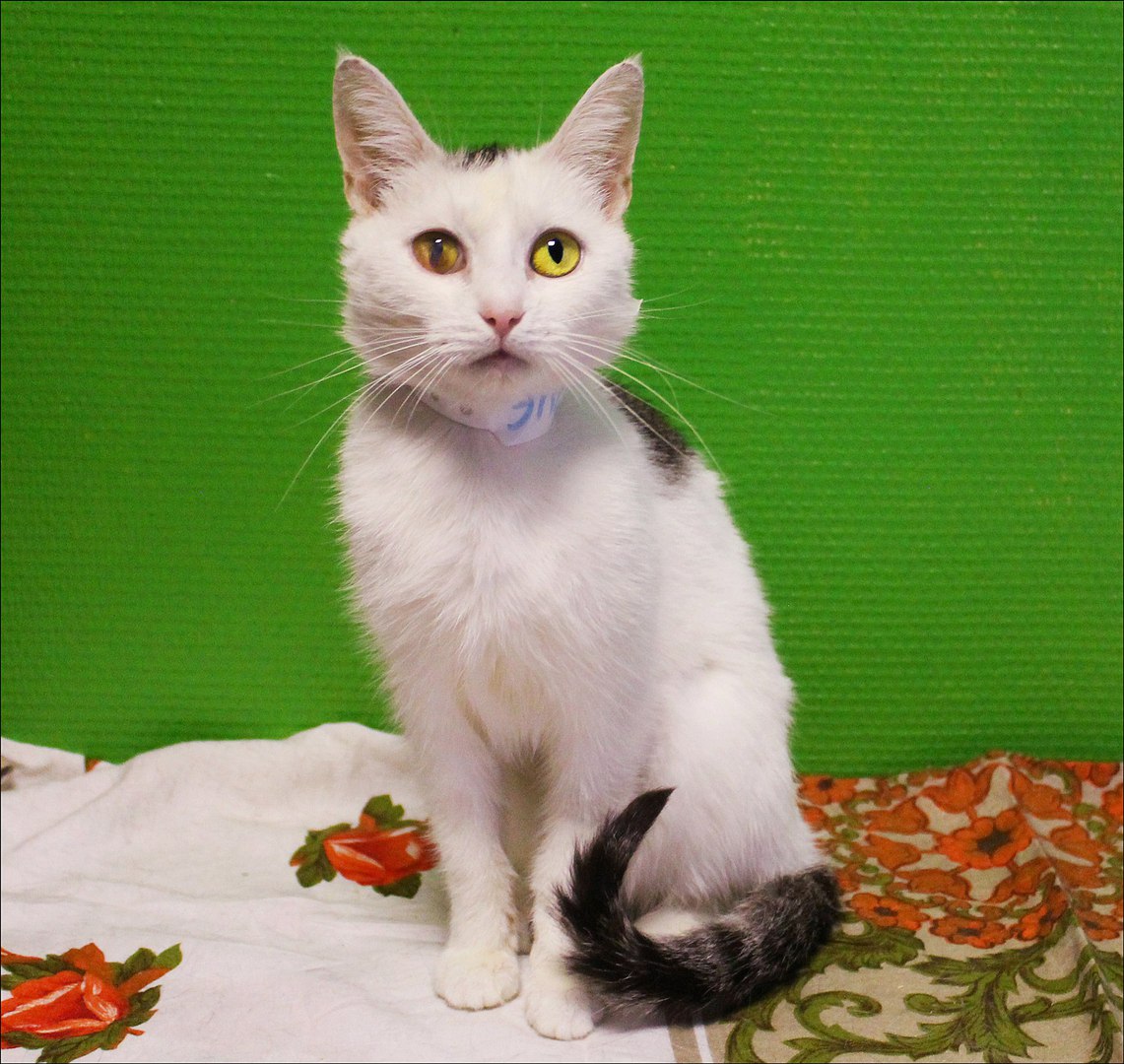 Котейка, в которой идеально всё. Котейка, в которой идеально всё.