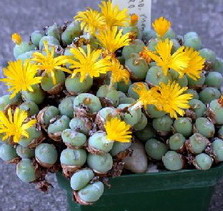 Conophytum_meyeri