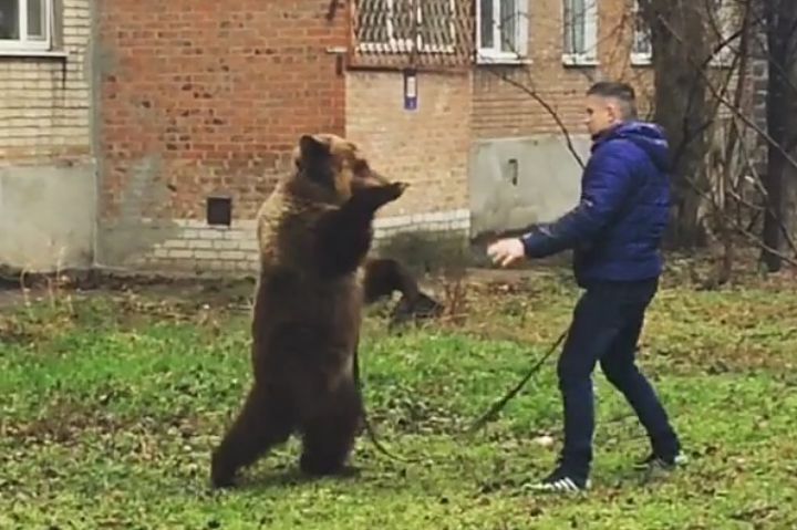 Полицейские в Таганроге ищут мужчину, который выгуливал медведя во дворе