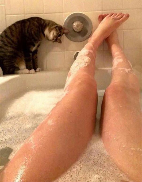 20 кошек, которые плевать хотели на твоё личное пространство 20 кошек, которые плевать хотели на твоё личное пространство