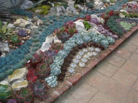 Красивые садовые композиции из суккулентов - фото Красивые садовые композиции из суккулентов - фото