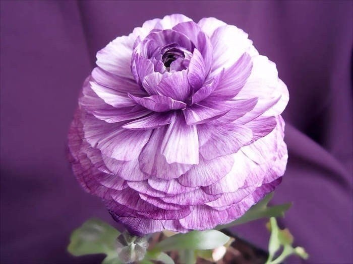 3937411_image_6 (700x525, 54Kb)