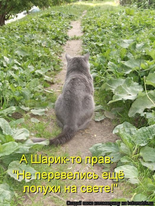 Самые весёлые котоматрицы)) Самые весёлые котоматрицы))