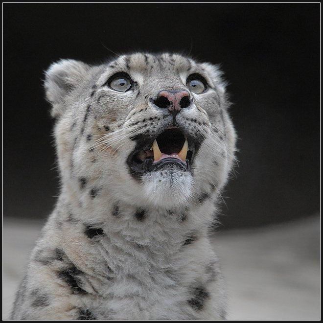 Великолепные моменты из мира животных (60 фото) Великолепные моменты из мира животных (60 фото)