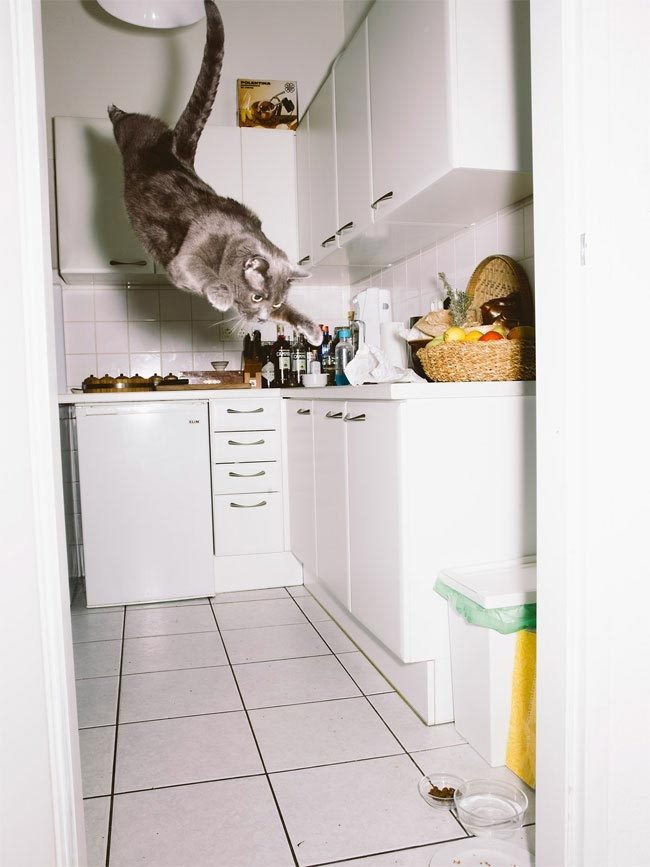 Летающие коты