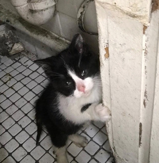 Котенок держится за стену Котенок в ванной