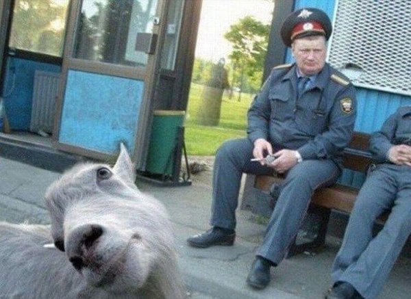 Просто картинка