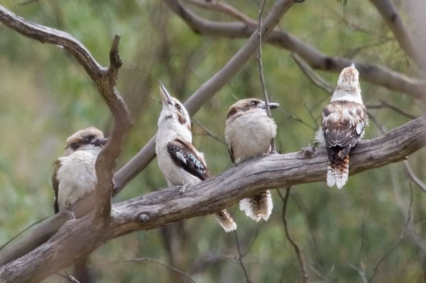 Смеющаяся кукабарра или зимородок-великан (лат. Dacelo novaeguineae/Dacelo gigas) (англ. Laughing  Kookaburra)