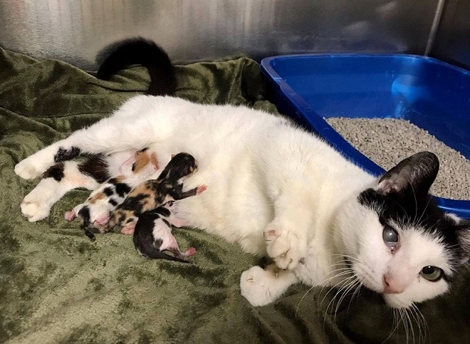 Три котенка и кошка Котята с мамой