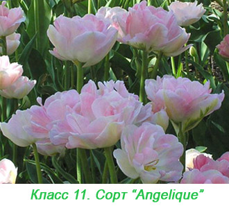 Махровые поздние тюльпаны