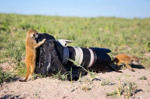Фотографы дикой природы