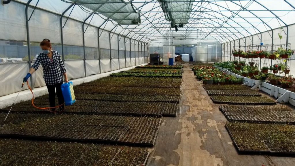 Видео: в Косино-Ухтомском выращивают кустарники для озеленения района