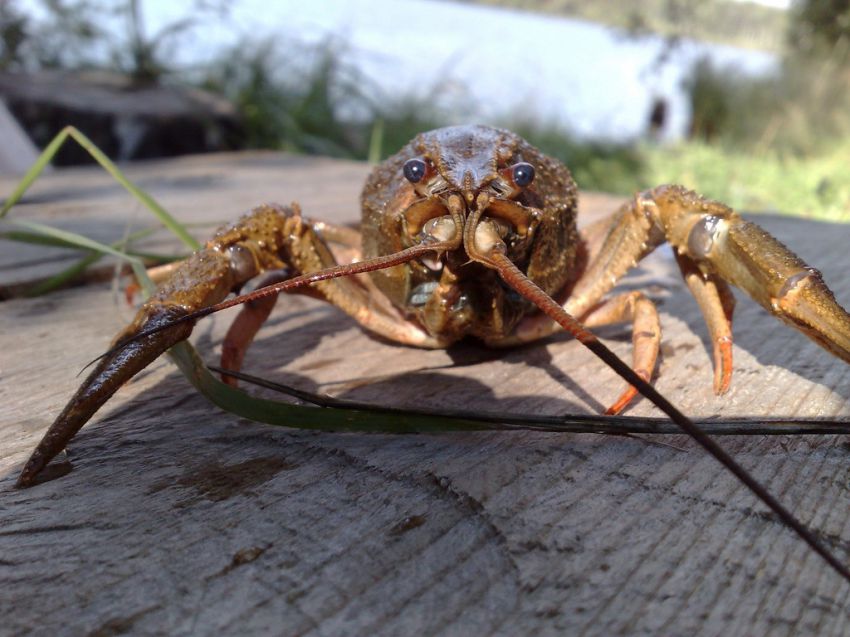 Раки, рыбалка, рецепт, блюдо, кухня