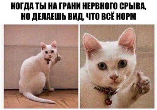 Новые прикольные фотомемы (24 шт) Новые прикольные фотомемы (24 шт)