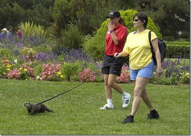 strange-pet-walking02