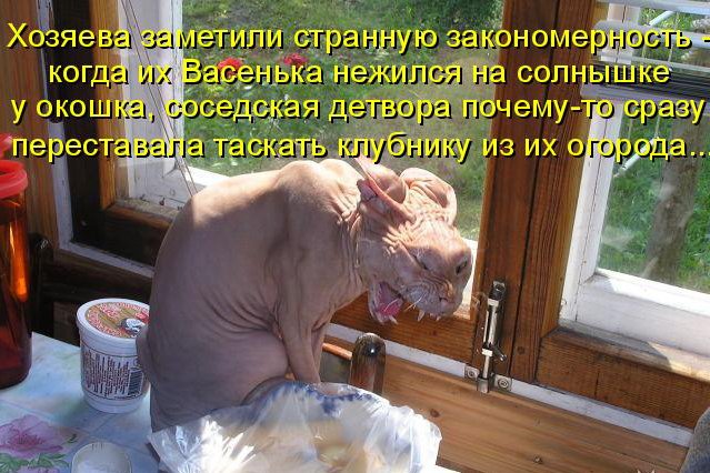 КОТЭ как есть КОТЭ