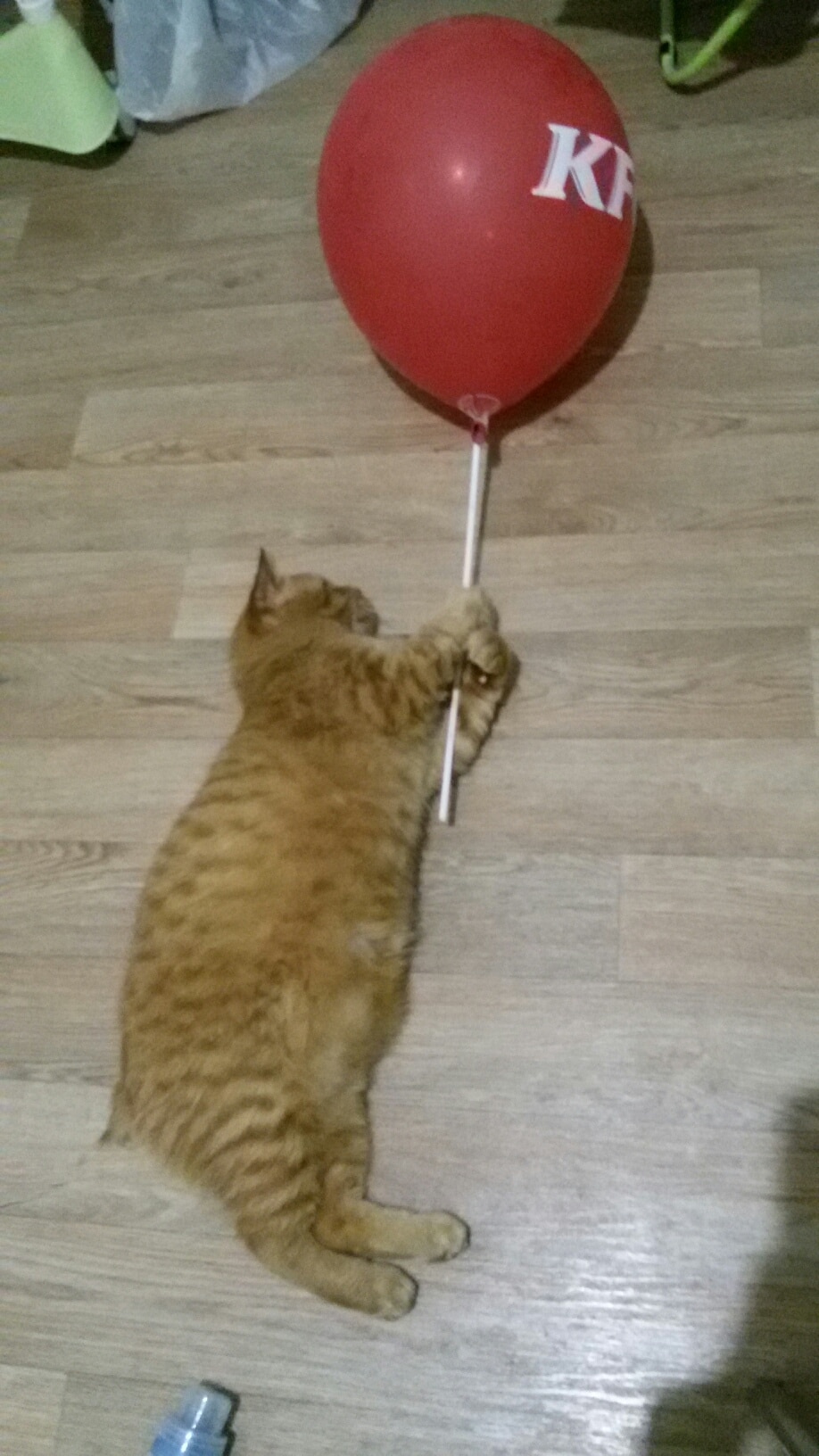 помощь коту кот с шариком