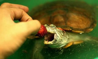 http://myturtle.ru/wp-content/uploads/2016/04/5-3.jpg