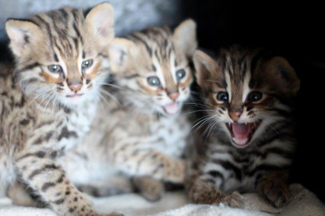 ������ � ������� ������, �����, ������