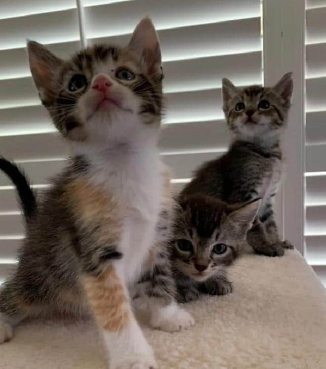Три котенка Котята в доме