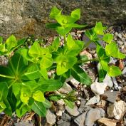 Молочай Фишера или Паласса (Euphorbia fischeriana) Молочай Фишера или Паласса (Euphorbia fischeriana)