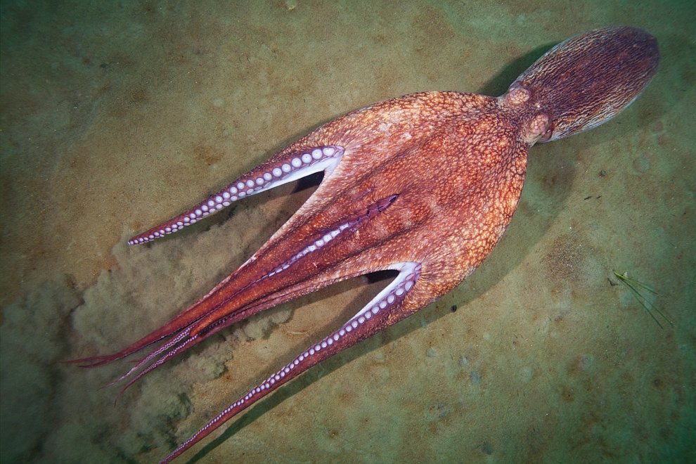 Гигантский осьминог