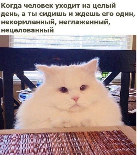 Очередной набор картинок для позитива и животворящего смеха Очередной набор картинок для позитива и животворящего смеха