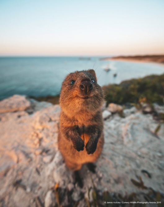 Финалисты конкурса Comedy Wildlife Photography Awards: самые забавные фотки из мира дикой природы за 2019 год Фотография, Дикая природа, Животные, Птицы, Длиннопост