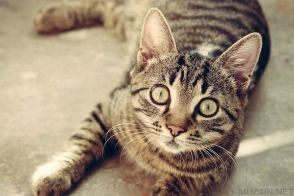10 фактов, которые звучат как бред, но являются правдой