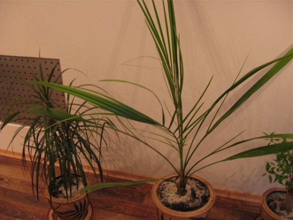 фото финиковая пальма в интерьере