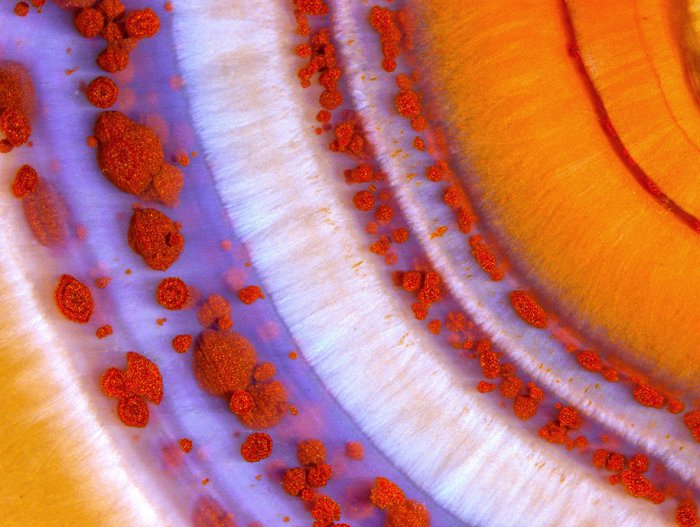 Снимки фотоконкурса «Nikon Small World 2016» (18 фото) Интересные микро снимки живой природы (18 фото)