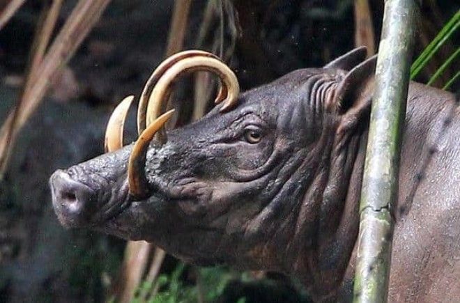 15 фото редких животных доказывающих что природе ещё есть чем нас удивить