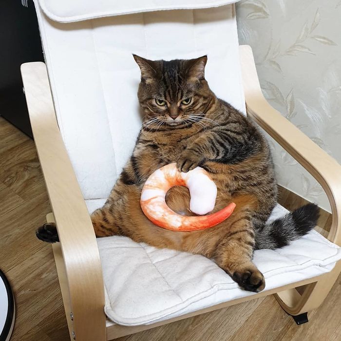 11 милых фото кота Мангго, которого так и хочется потискать