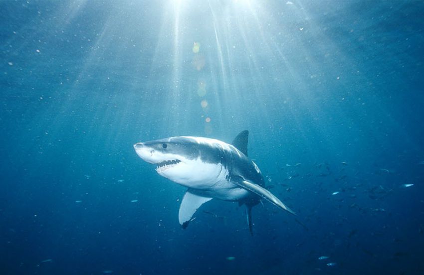 "Официальные" рекорды животных рекорд, животные