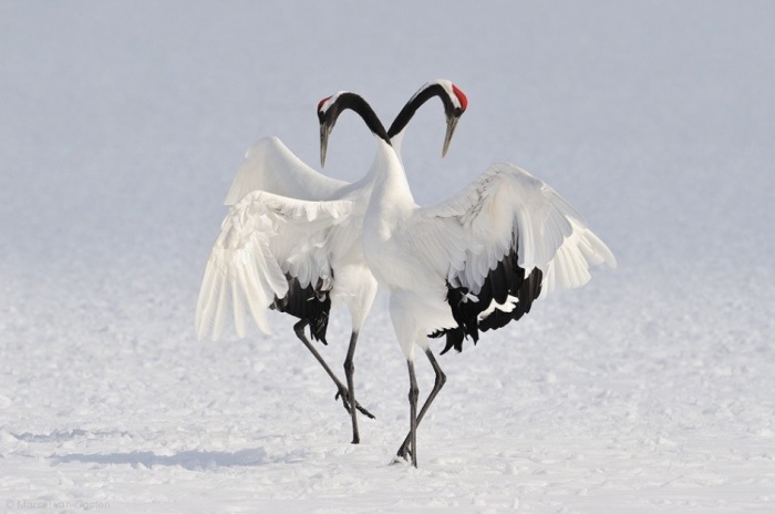 Зимние танцы. Автор: Marsel van Oosten. Зимние танцы. Автор: Marsel van Oosten.