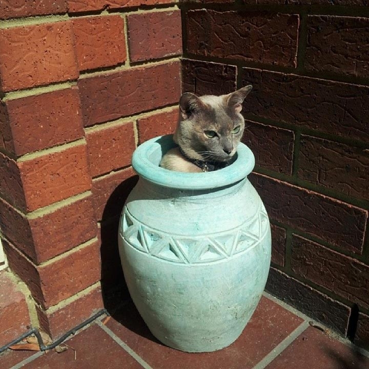 Пришла весна — расцвели коты или 14 смешных котов в цветочных горшках коты в цветочных горшках, расцвели коты, весна расцвели коты