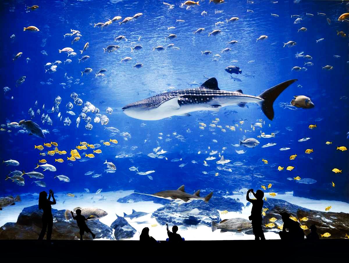 Океанариум Джорджии США. Океаны в миниатюре. Самые известные и крутые океанариумы мира. Фото с сайта NewPix.ru
