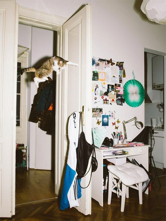 Летающие коты