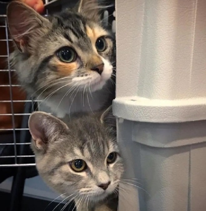 Переноска с котятами Котята в переноске