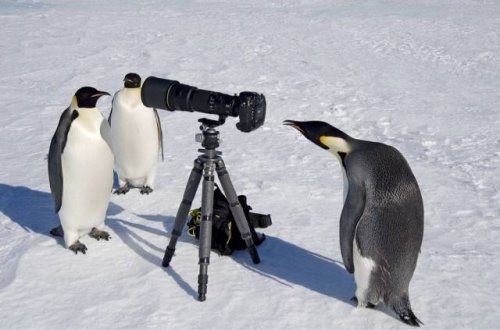 Фотографы дикой природы