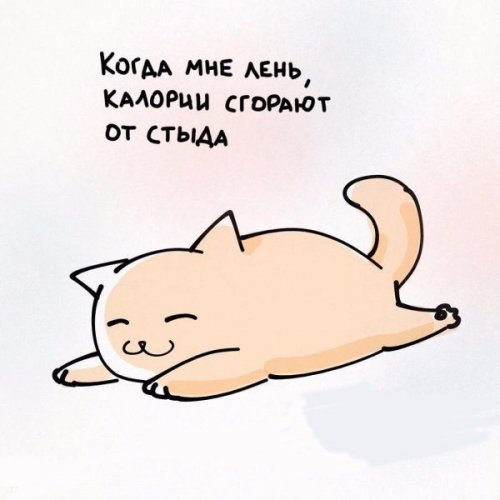 Æèçíåííûå ïðèíöèïû êîøåê (6 ôîòî) Æèçíåííûå ïðèíöèïû êîøåê (6 ôîòî)