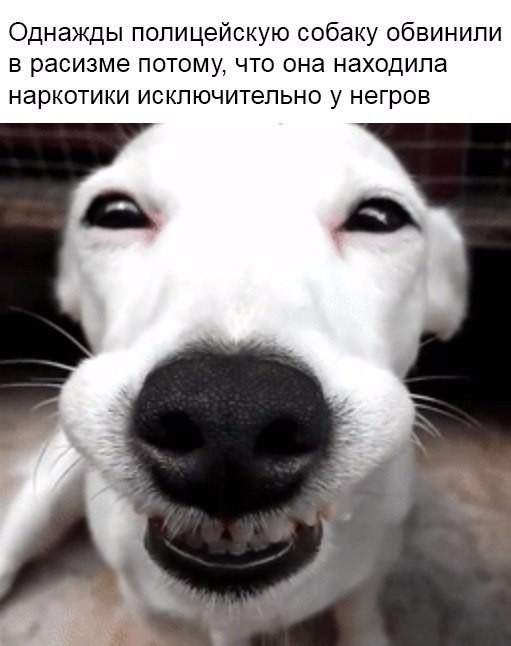 Смешные картинки с надписями Смешные картинки с надписями прикол, юмор