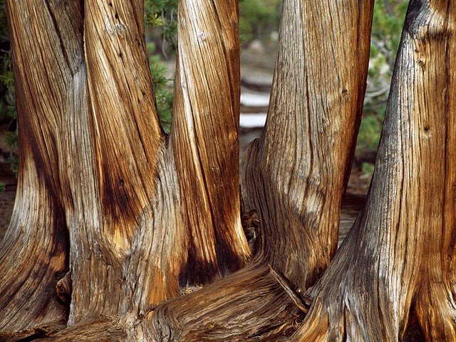 whitebark pine trunks 1545 990x742 Узоры в природе : деревья