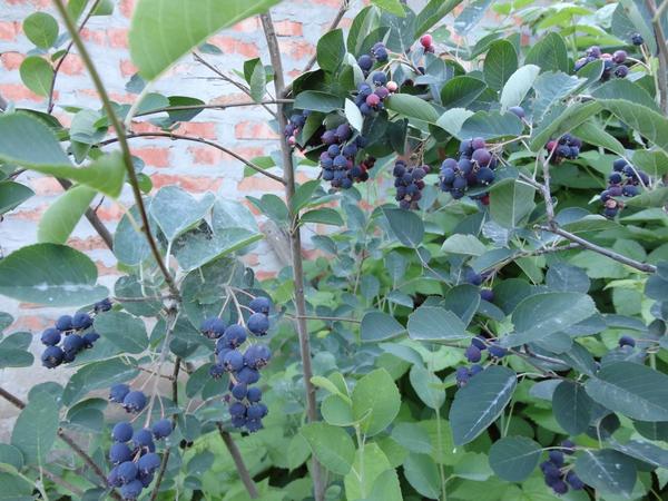 Ирга круглолистная (Amelanchier ovalis). Ирга круглолистная (Amelanchier ovalis).