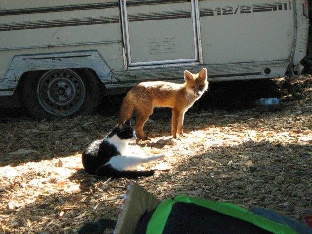 Дикая лиса пришла в приют для животных на обед с любимыми кошками Дикая лиса пришла в приют для животных на обед с любимыми кошками